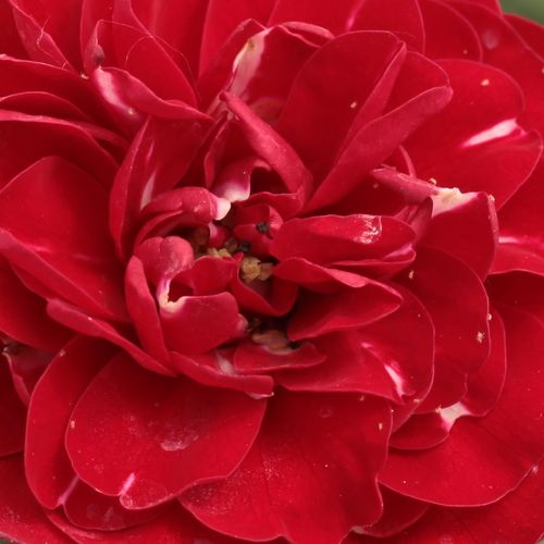 Róże sprzedaż internetowa - Czerwony  - róże rabatowe floribunda - róża z dyskretnym zapachem - Rosa  Dalli Dalli® - Mathias Tantau, Jr. - Jest prawdziwą różą na kwietniki, bogata grupowo, z długo kwitnącymi kwiatami.